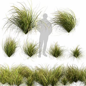 3D Collection plant vol 600 - Cymbopogon - Citratus - West - Grass - 3Ds max - Cinema 4D - Blender