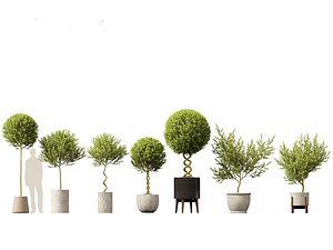 3D Laurus nobilis - Bay Tree 01