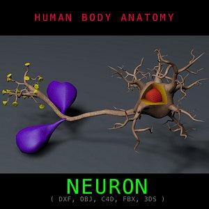 c4d neuron anatomy