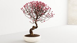 3d model Bonsai pot Pink