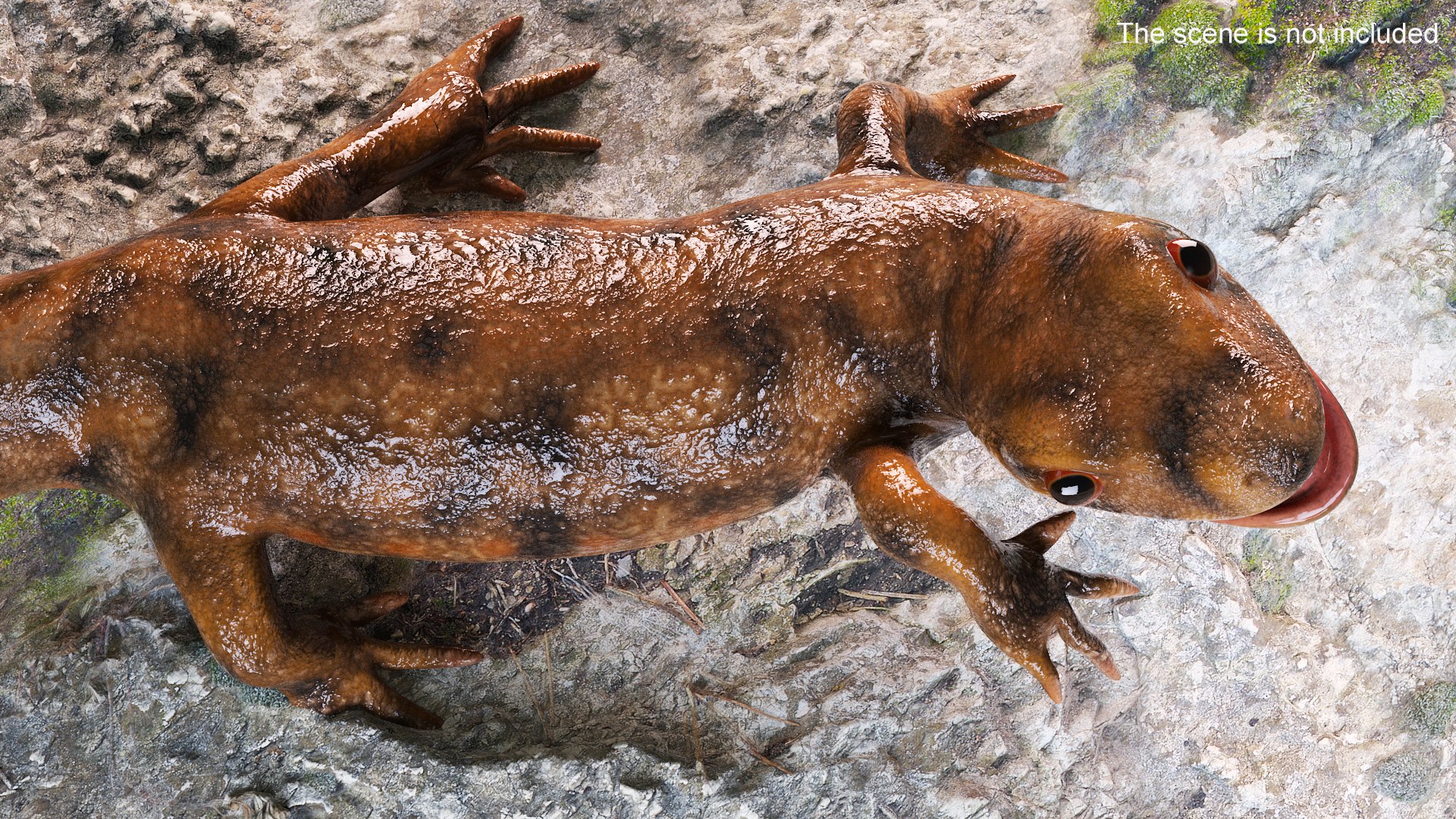 3D model Iberian Ribbed Newt Rigged for Maya https://p.turbosquid.com/ts-thumb/bg/HdPyFk/HE/iberianribbednewtriggedformayavray3dmodel014/jpg/1701155195/1920x1080/fit_q87/01a9105b6feac6c13bf6977b5b16210f91c74e79/iberianribbednewtriggedformayavray3dmodel014.jpg