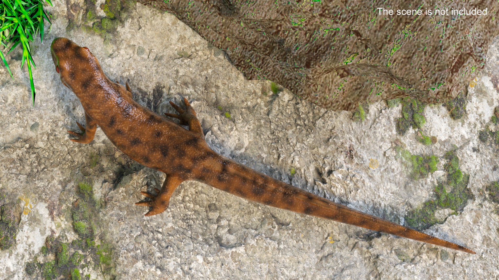 3D model Iberian Ribbed Newt Rigged for Maya https://p.turbosquid.com/ts-thumb/bg/HdPyFk/N6/iberianribbednewtriggedformayavray3dmodel008/jpg/1701155181/1920x1080/fit_q87/96148f7f8de87b1fa66e14358854fe18301cbde7/iberianribbednewtriggedformayavray3dmodel008.jpg