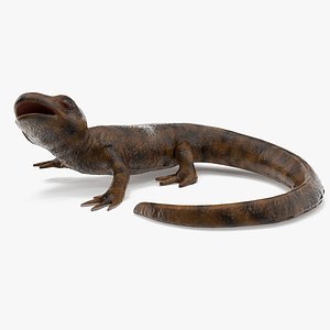 Iberian Ribbed Newt Rigged for Maya