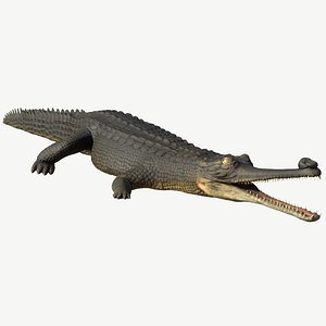 Gharial crocodile