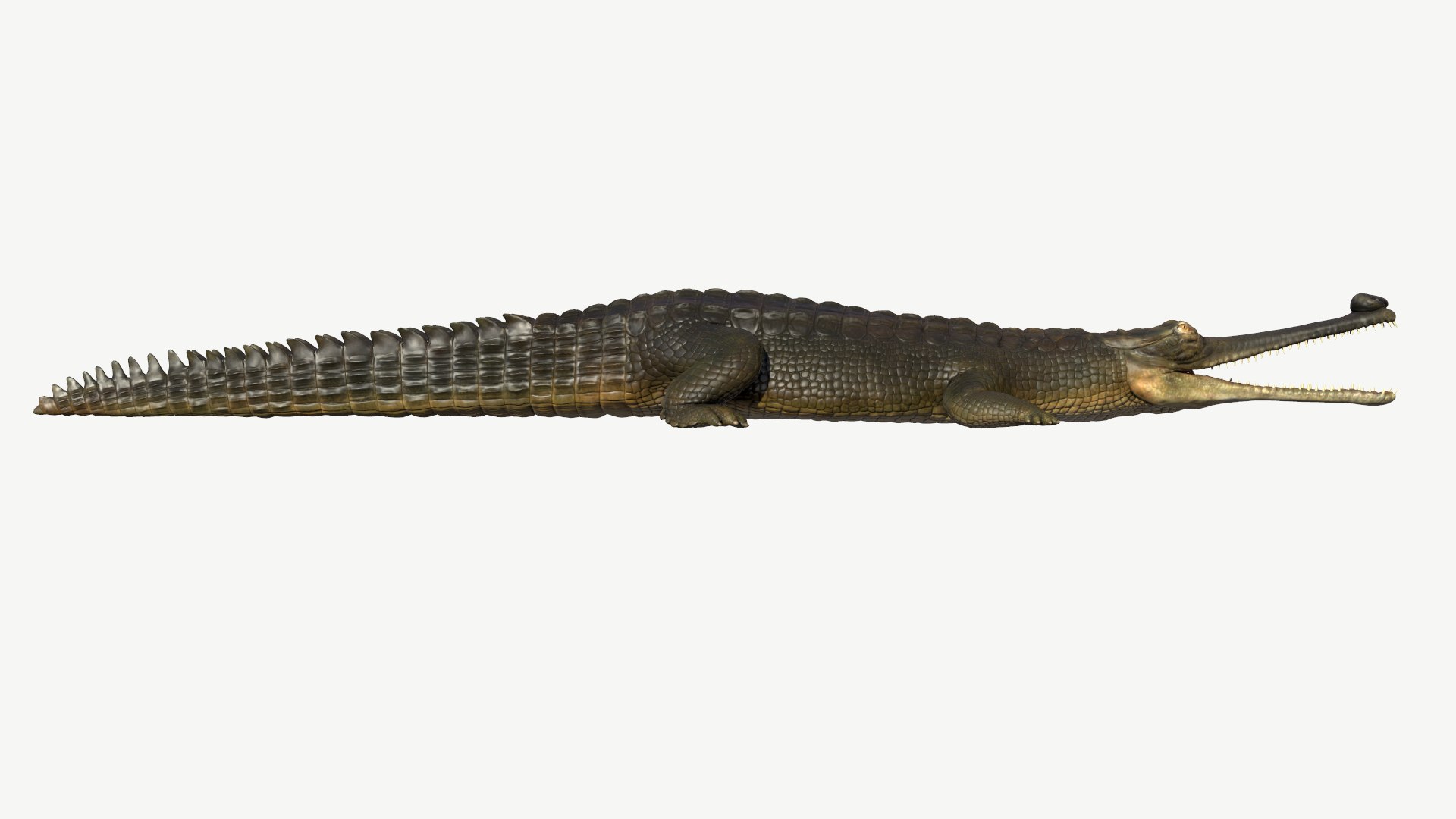 3d Model Gharial Crocodile