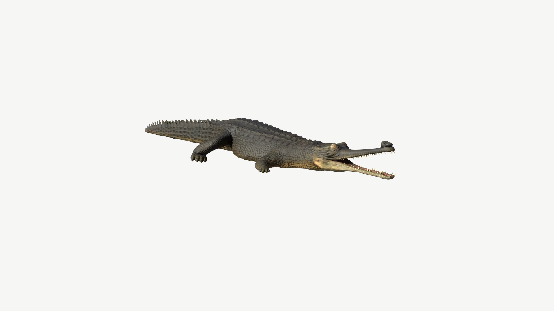 3d model gharial crocodile https://p.turbosquid.com/ts-thumb/bg/tuyX5o/Ss/gharial/jpg/1728372416/1920x1080/turn_fit_q99/299ea2c62b884476f30f66b7eb3d5df367cbfce3/gharial-1.jpg
