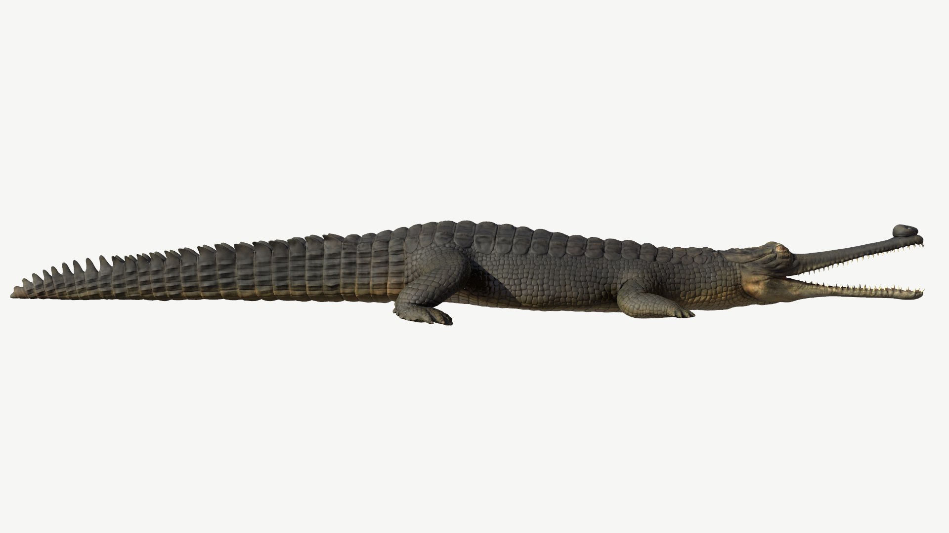 3d model gharial crocodile https://p.turbosquid.com/ts-thumb/bg/tuyX5o/nl/2/png/1728372372/1920x1080/fit_q87/4100d75111bf6615aa05bd0d85e0bc3b3d02e9ad/2.jpg
