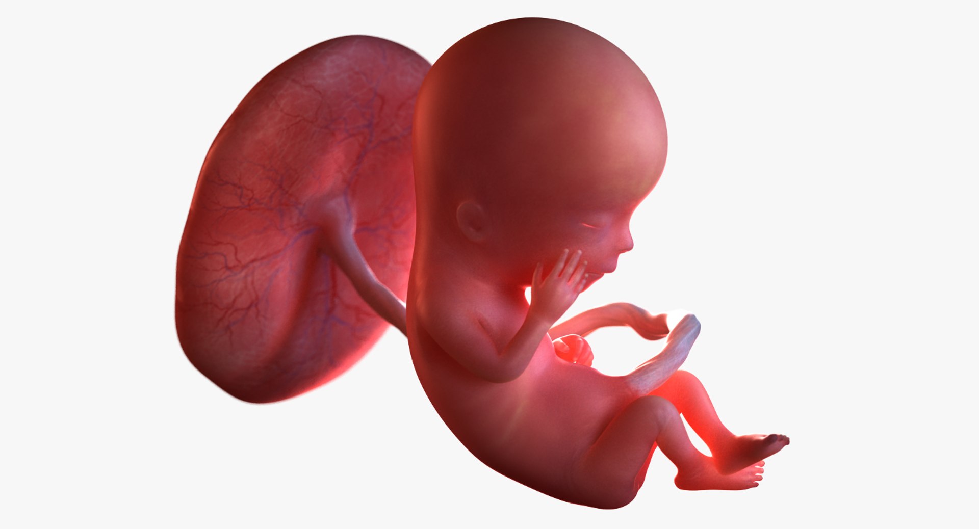 3D Fetus Week 12 Model - TurboSquid 1223406