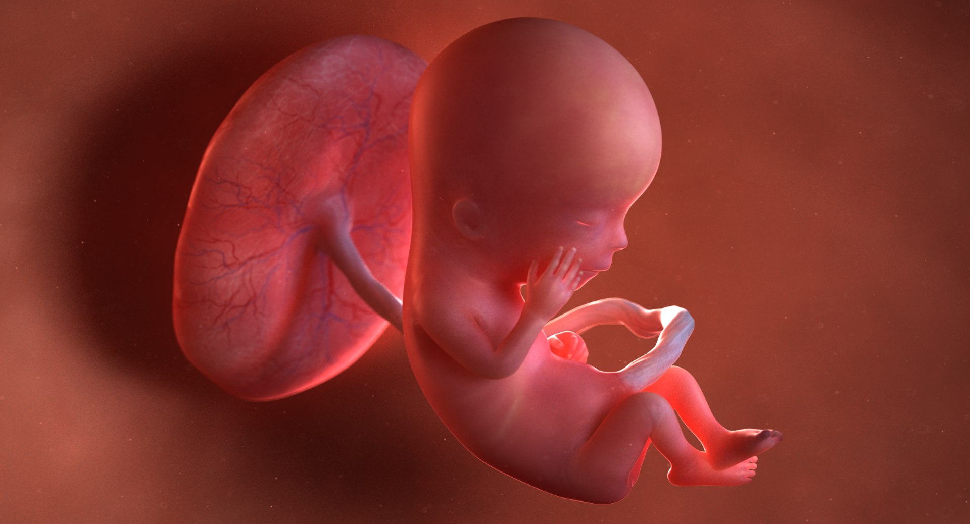 3D Fetus Week 12 Model - TurboSquid 1223406