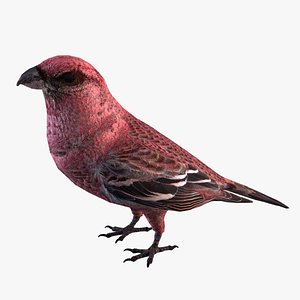 Pine Grosbeak Pinicola enucleator