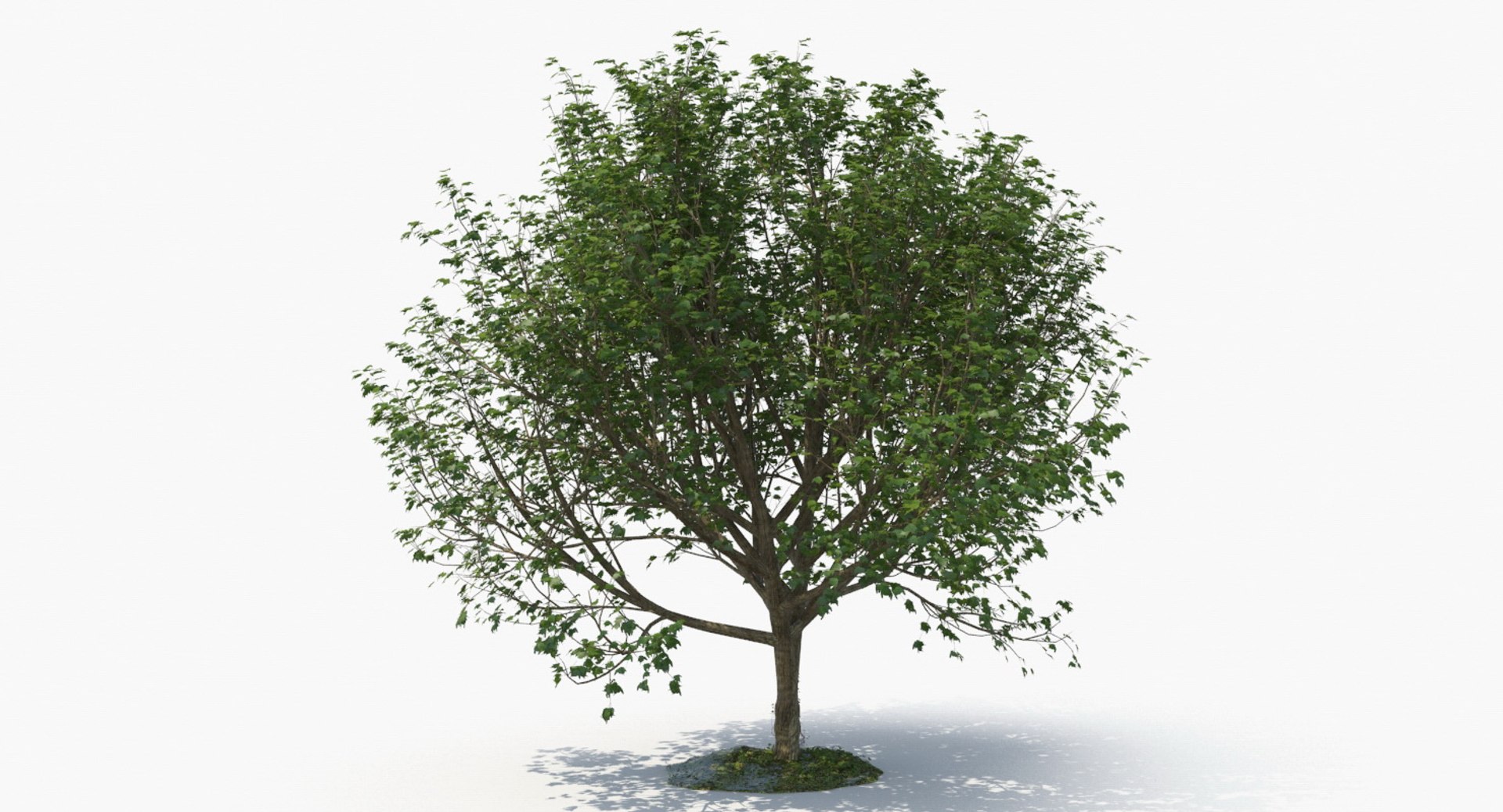 tree bundle model https://p.turbosquid.com/ts-thumb/bg/wpyKA8/ybeOiXiE/tree_f_main_view010117/jpg/1789986809/1920x1080/fit_q87/fd192978875ce2e8f9c4f4657f21a730f94a7b3c/tree_f_main_view010117.jpg