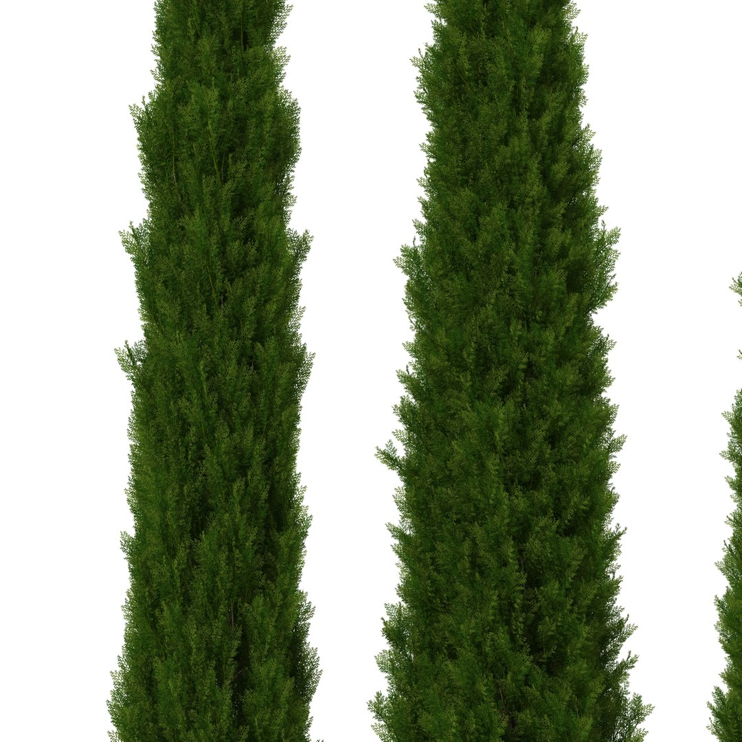 cypress trees set 3d 3ds https://p.turbosquid.com/ts-thumb/bh/3KUKQ2/1d61z3Yc/cypresstrees3dmodelsset25/jpg/1458447687/1920x1080/fit_q87/a93a3c1196796fc57fe12f48ca1c92141e3da6dc/cypresstrees3dmodelsset25.jpg