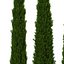 Cypress Trees 3D Models Set