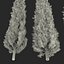 Cypress Trees 3D Models Set