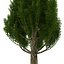Cypress Trees 3D Models Set