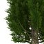 Cypress Trees 3D Models Set