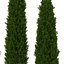 Cypress Trees 3D Models Set