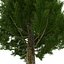 Cypress Trees 3D Models Set