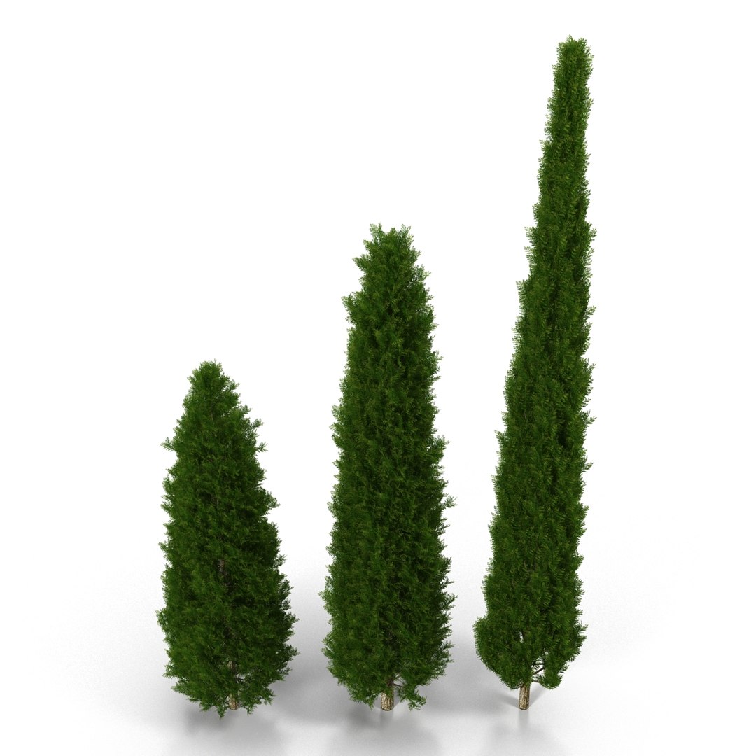 cypress trees set 3d 3ds https://p.turbosquid.com/ts-thumb/bh/3KUKQ2/Bv9arvaV/cypresstrees3dmodelsset06/jpg/1458447684/1920x1080/fit_q87/c900877de4dbcf138ddde13cd17d3458e2274eee/cypresstrees3dmodelsset06.jpg