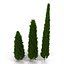 Cypress Trees 3D Models Set