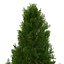 Cypress Trees 3D Models Set