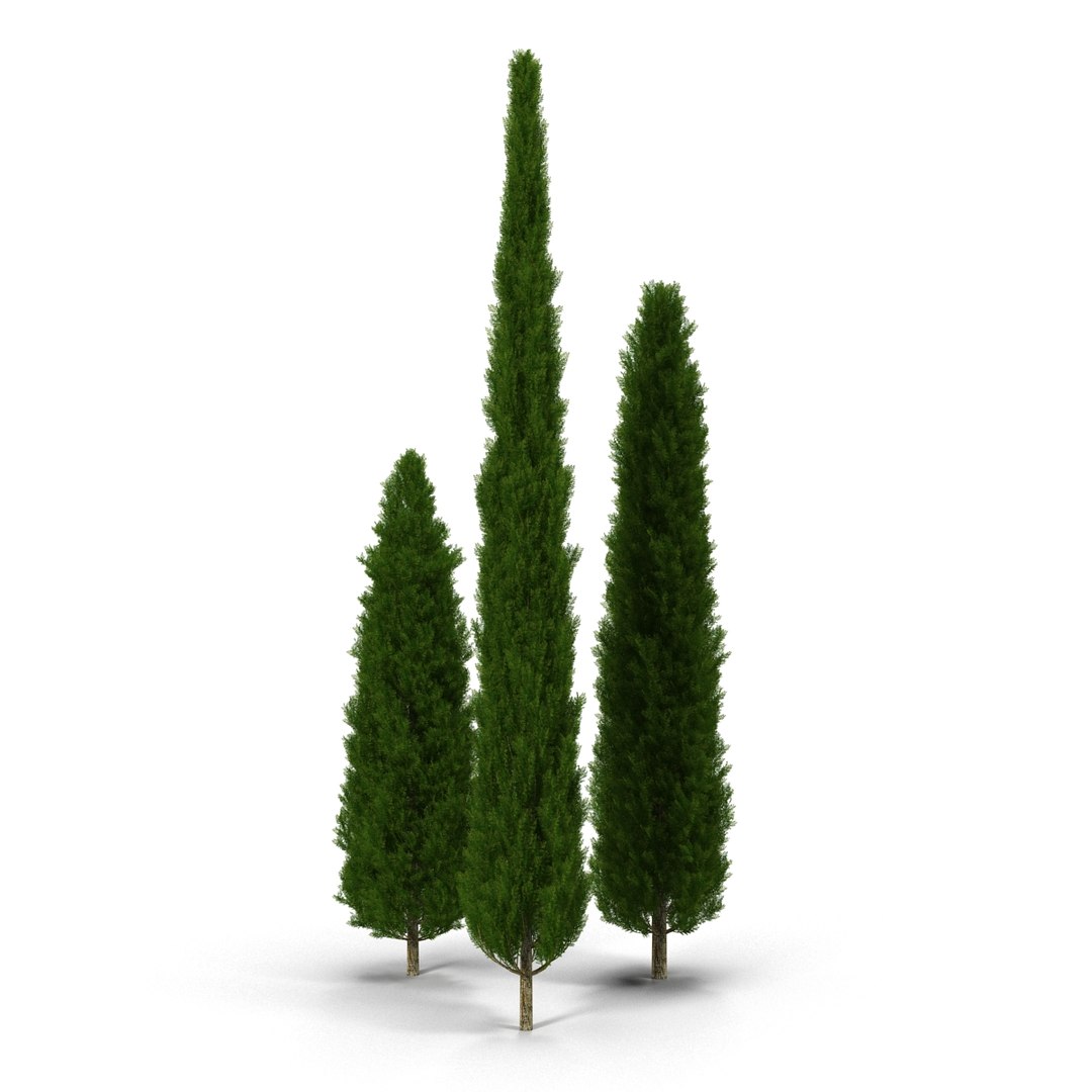 cypress trees set 3d 3ds https://p.turbosquid.com/ts-thumb/bh/3KUKQ2/EHIBdH84/cypresstrees3dmodelsset11/jpg/1458447685/1920x1080/fit_q87/5959a51cef248b2c7770f9a1537b7bafdda2753f/cypresstrees3dmodelsset11.jpg