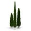 Cypress Trees 3D Models Set