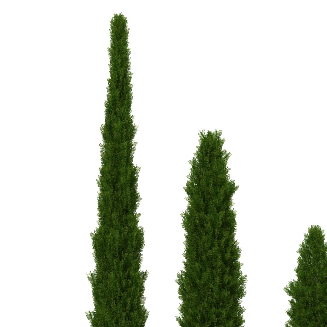 cypress trees set 3d 3ds https://p.turbosquid.com/ts-thumb/bh/3KUKQ2/H4FXG3Q6/cypresstrees3dmodelsset24/jpg/1458447687/1920x1080/fit_q87/3627230802803bb8fd40ba4510a4974417681df2/cypresstrees3dmodelsset24.jpg