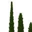 Cypress Trees 3D Models Set