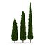 Cypress Trees 3D Models Set