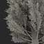 Cypress Trees 3D Models Set