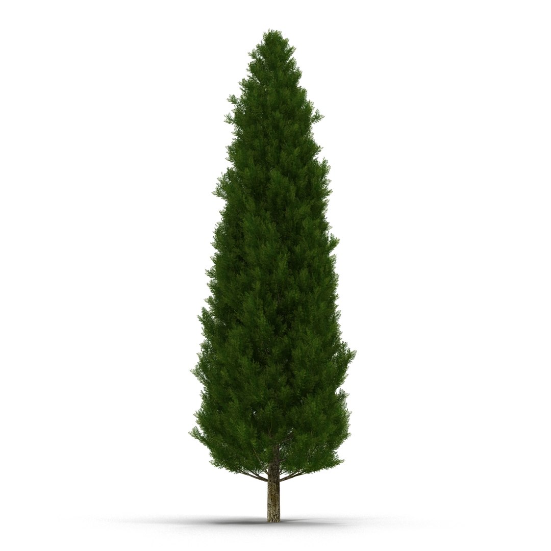 cypress trees set 3d 3ds https://p.turbosquid.com/ts-thumb/bh/3KUKQ2/Qrvpaq4S/cypresstrees3dmodelsset17/jpg/1458447686/1920x1080/fit_q87/cd85398f4bb46ba4fc9c2721a7f570c342c8d7e4/cypresstrees3dmodelsset17.jpg