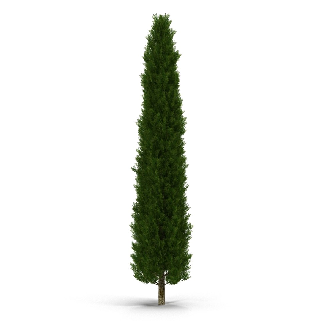 cypress trees set 3d 3ds https://p.turbosquid.com/ts-thumb/bh/3KUKQ2/Rm2PToLx/cypresstrees3dmodelsset15/jpg/1458447686/1920x1080/fit_q87/adfdad6369b4d72074b3e779a8beba2c59437e9c/cypresstrees3dmodelsset15.jpg