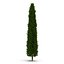 Cypress Trees 3D Models Set