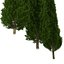 Cypress Trees 3D Models Set