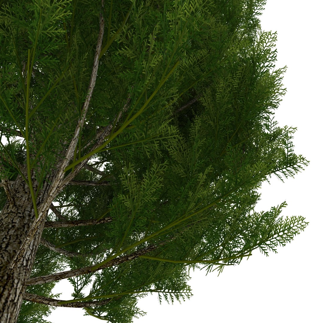cypress trees set 3d 3ds https://p.turbosquid.com/ts-thumb/bh/3KUKQ2/Xak7SYwJ/cypresstrees3dmodelsset30/jpg/1458447688/1920x1080/fit_q87/7599c4c238da9b656bf0252046559683d37375c4/cypresstrees3dmodelsset30.jpg