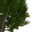 Cypress Trees 3D Models Set