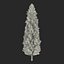 Cypress Trees 3D Models Set