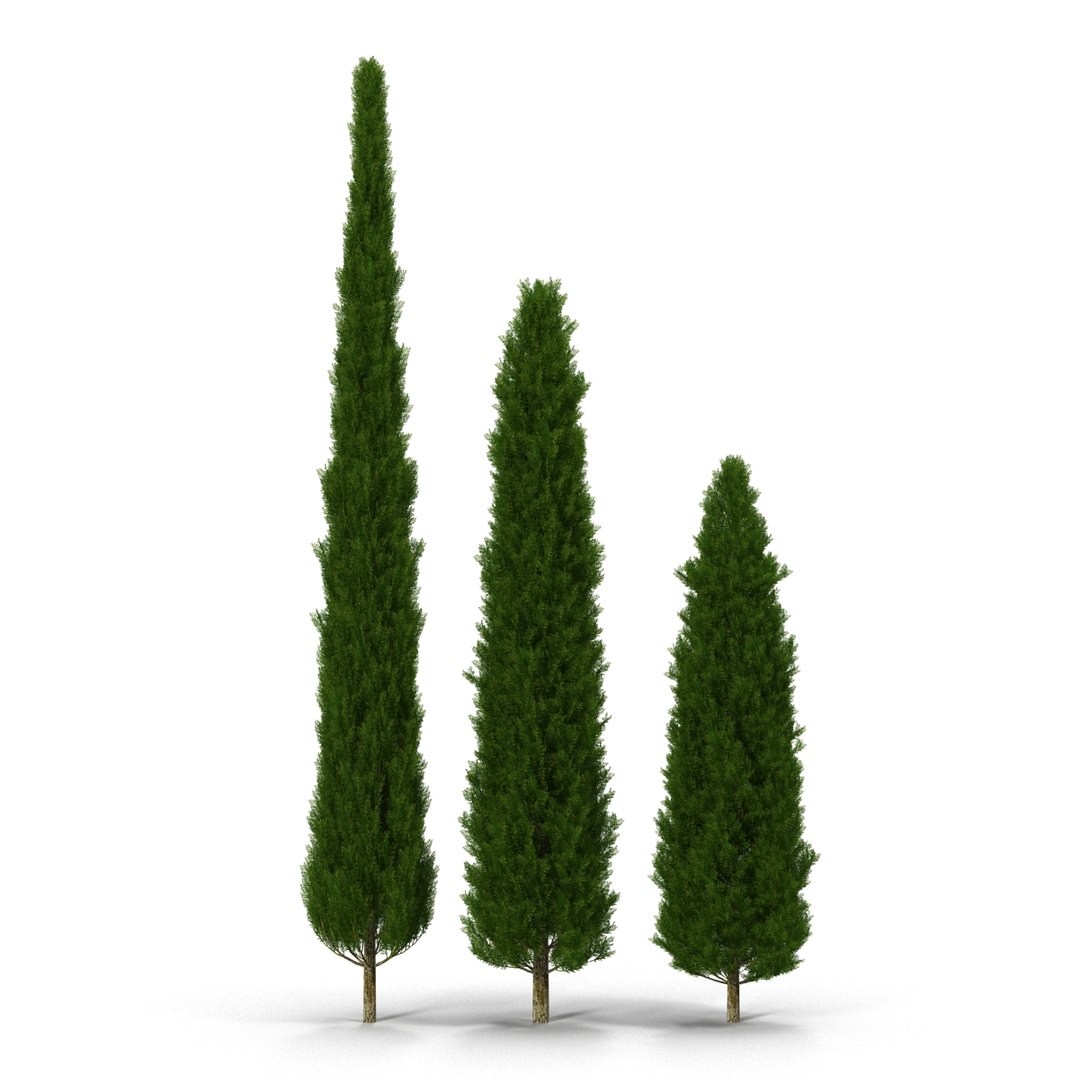 cypress trees set 3d 3ds https://p.turbosquid.com/ts-thumb/bh/3KUKQ2/ZpadpqMp/cypresstrees3dmodelsset03/jpg/1458447684/1920x1080/fit_q87/f3513fb87e8fbcda0aed48f819f1c738752e6702/cypresstrees3dmodelsset03.jpg