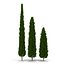 Cypress Trees 3D Models Set