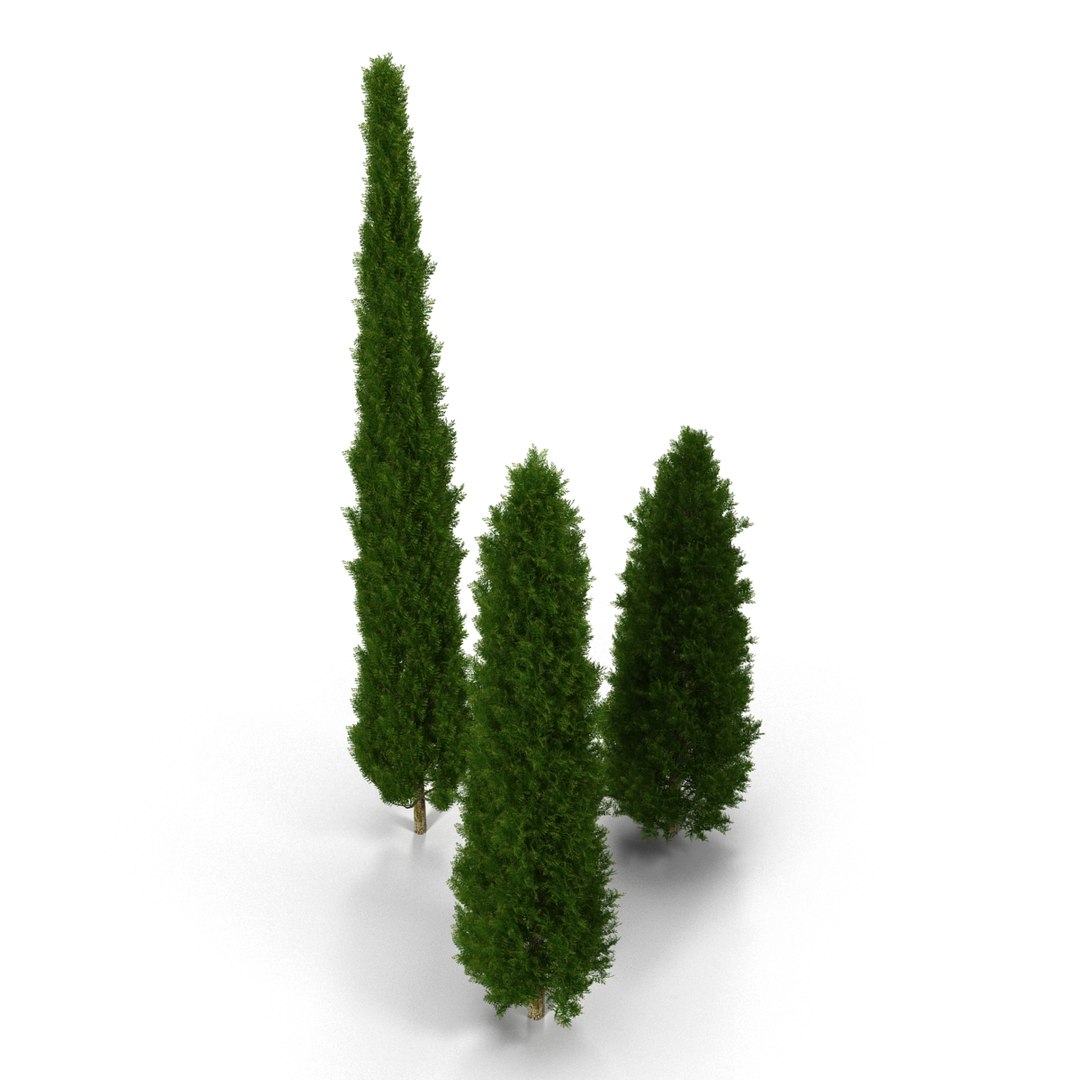 cypress trees set 3d 3ds https://p.turbosquid.com/ts-thumb/bh/3KUKQ2/bm6beJZ9/cypresstrees3dmodelsset10/jpg/1458447685/1920x1080/fit_q87/02fc1c26574cfacfba231171cd94c84b8f8dc1e9/cypresstrees3dmodelsset10.jpg