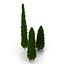Cypress Trees 3D Models Set
