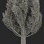 Cypress Trees 3D Models Set