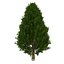 Cypress Trees 3D Models Set