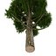 Cypress Trees 3D Models Set