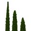 Cypress Trees 3D Models Set