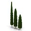 Cypress Trees 3D Models Set