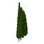 Cypress Trees 3D Models Set