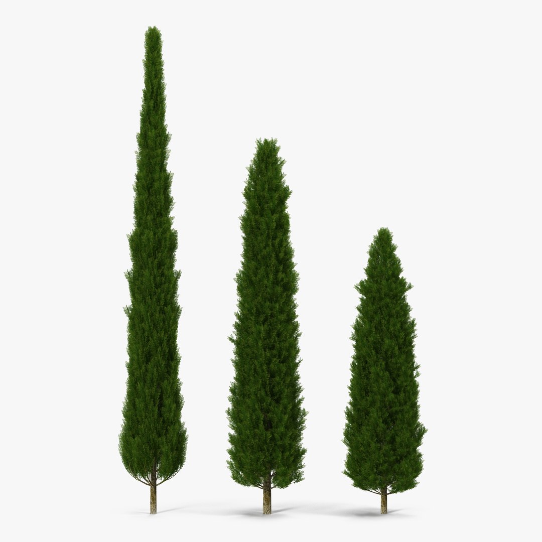 Cypress Trees 3D Models Set 3D model preview