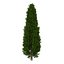 Cypress Trees 3D Models Set